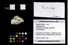Foto (Objekt + Etikett) von Tanidromites sp.  (NHMW-GEO-1990-0041-3985)